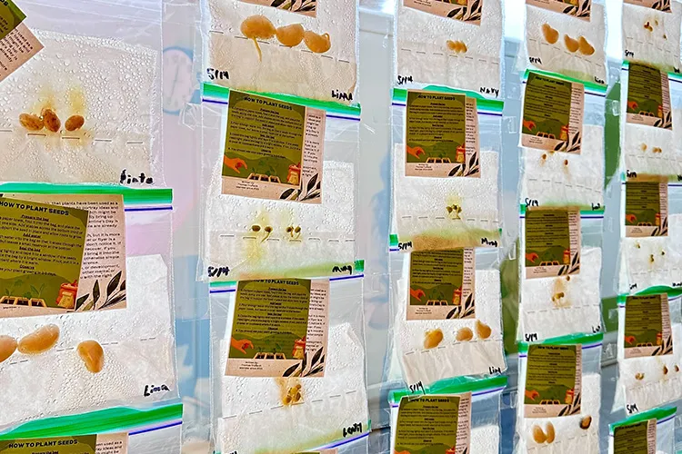Seeds sprouting in labeled plastic bags hung in a window in the Garden Room